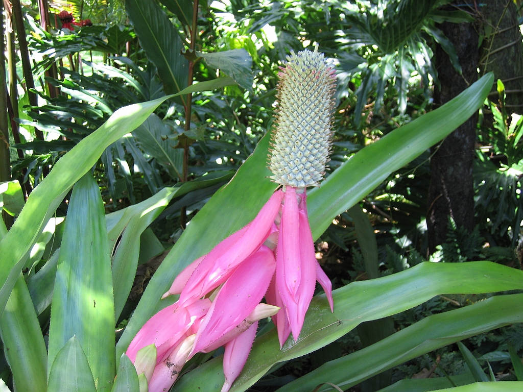 CairnsTC050 Jardin Botanique 050.jpg